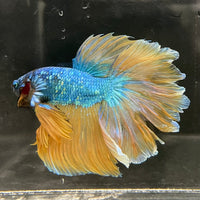 the-fish-farm Male Betta Male Betta - One Only - 13 Choose your favourite Male Betta from The Fish Farm Australia