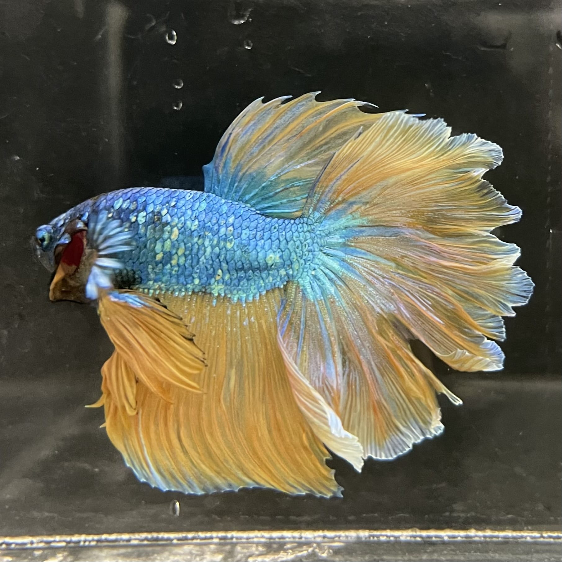 the-fish-farm Male Betta Male Betta - One Only - 13 Choose your favourite Male Betta from The Fish Farm Australia