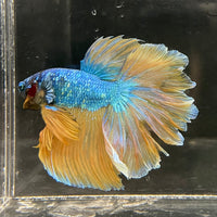 the-fish-farm Male Betta Male Betta - One Only - 13 Choose your favourite Male Betta from The Fish Farm Australia