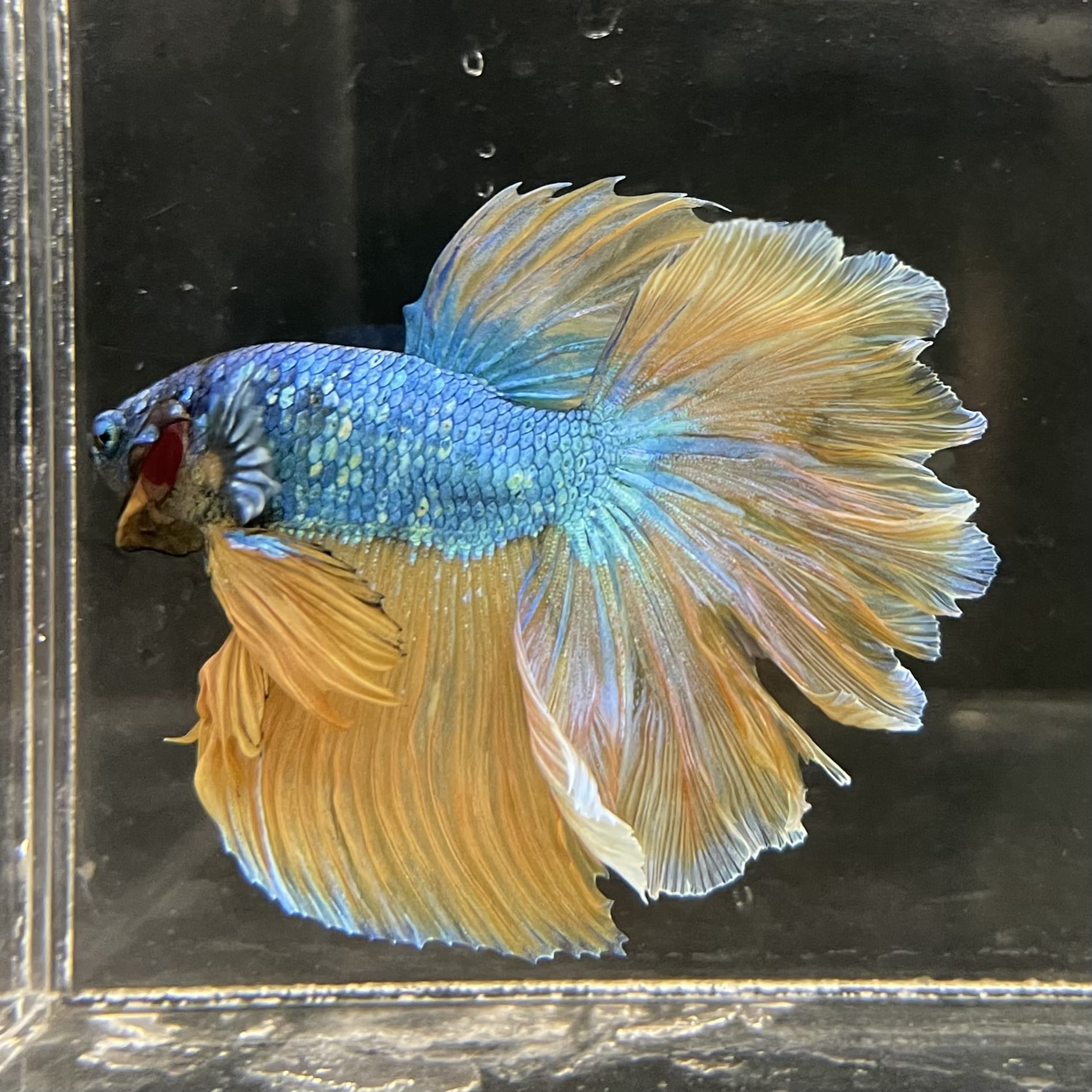 the-fish-farm Male Betta Male Betta - One Only - 13 Choose your favourite Male Betta from The Fish Farm Australia