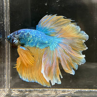 the-fish-farm Male Betta Male Betta - One Only - 13 Choose your favourite Male Betta from The Fish Farm Australia