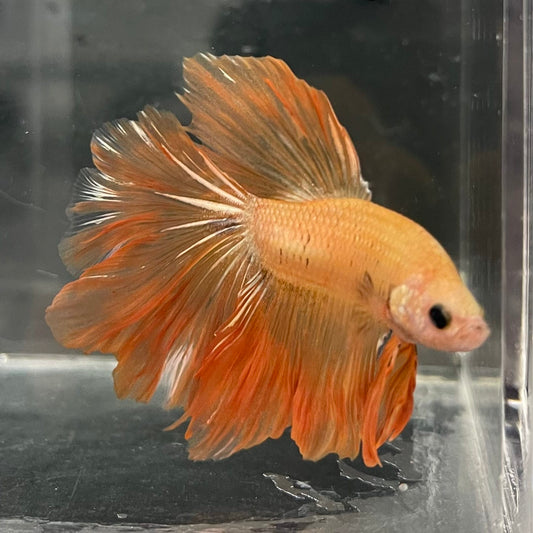 the-fish-farm Male Betta Male Betta - One Only - 13 Choose your favourite Male Betta from The Fish Farm Australia