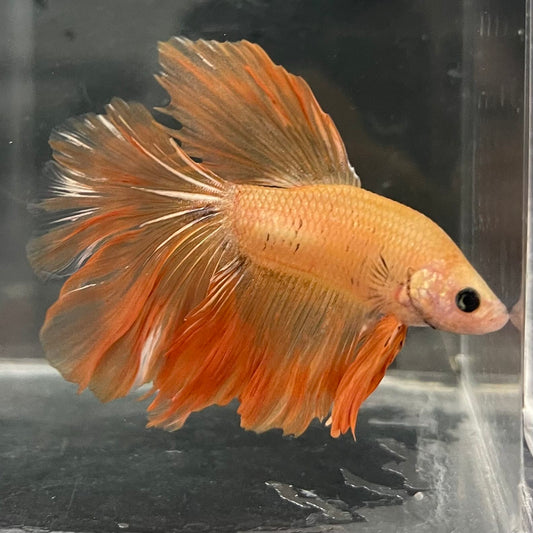 the-fish-farm Male Betta Male Betta - One Only - 13 Choose your favourite Male Betta from The Fish Farm Australia