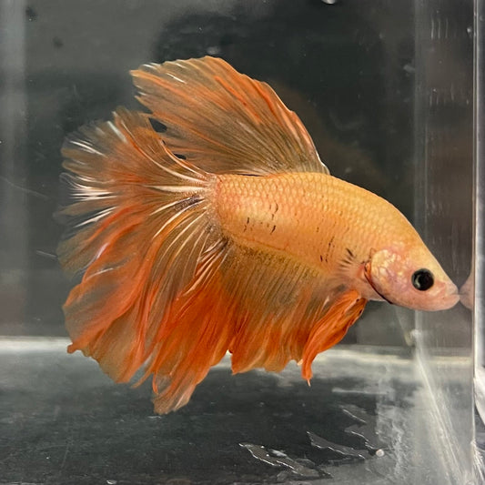 the-fish-farm Male Betta Male Betta - One Only - 13 Choose your favourite Male Betta from The Fish Farm Australia