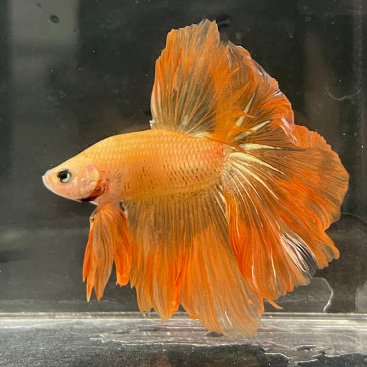 the-fish-farm Male Betta Male Betta - One Only - 13 Choose your favourite Male Betta from The Fish Farm Australia