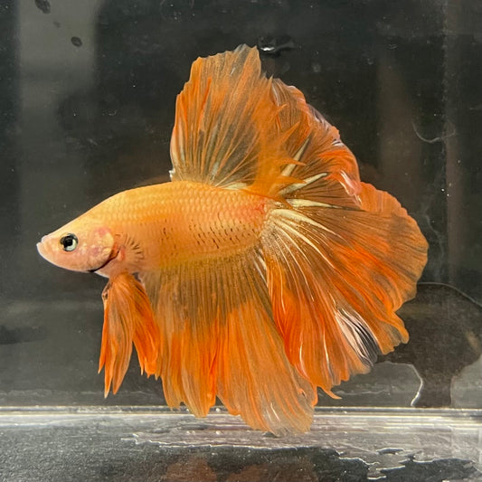 the-fish-farm Male Betta Male Betta - One Only - 13 Choose your favourite Male Betta from The Fish Farm Australia