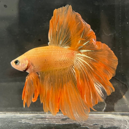 the-fish-farm Male Betta Male Betta - One Only - 13 Choose your favourite Male Betta from The Fish Farm Australia