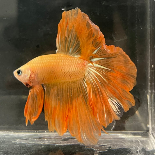 the-fish-farm Male Betta Male Betta - One Only - 13 Choose your favourite Male Betta from The Fish Farm Australia