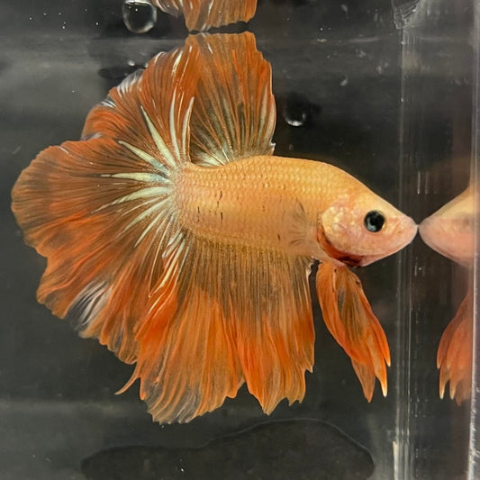 the-fish-farm Male Betta Male Betta - One Only - 13 Choose your favourite Male Betta from The Fish Farm Australia