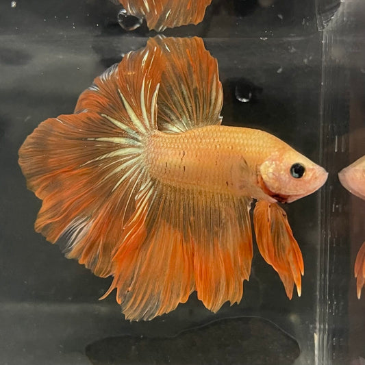the-fish-farm Male Betta Male Betta - One Only - 13 Choose your favourite Male Betta from The Fish Farm Australia
