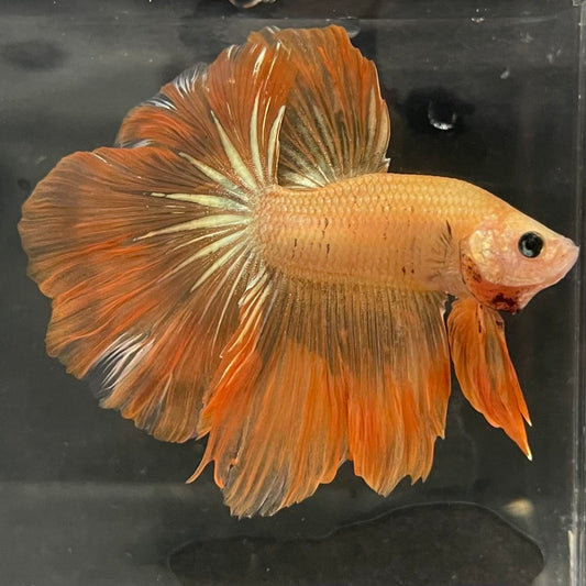 the-fish-farm Male Betta Male Betta - One Only - 13 Choose your favourite Male Betta from The Fish Farm Australia