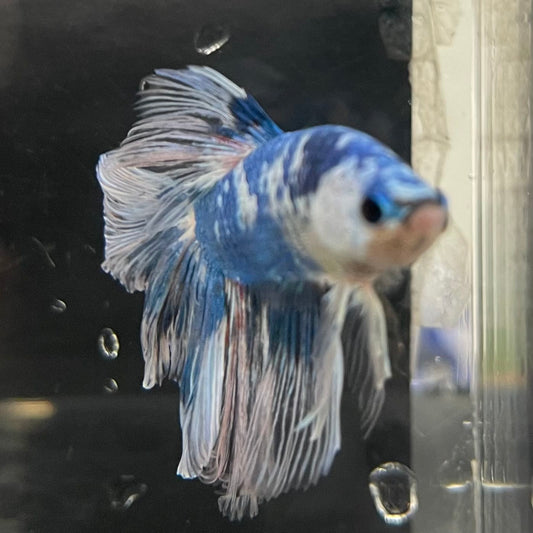 the-fish-farm Male Betta Male Betta - One Only - 13 Choose your favourite Male Betta from The Fish Farm Australia