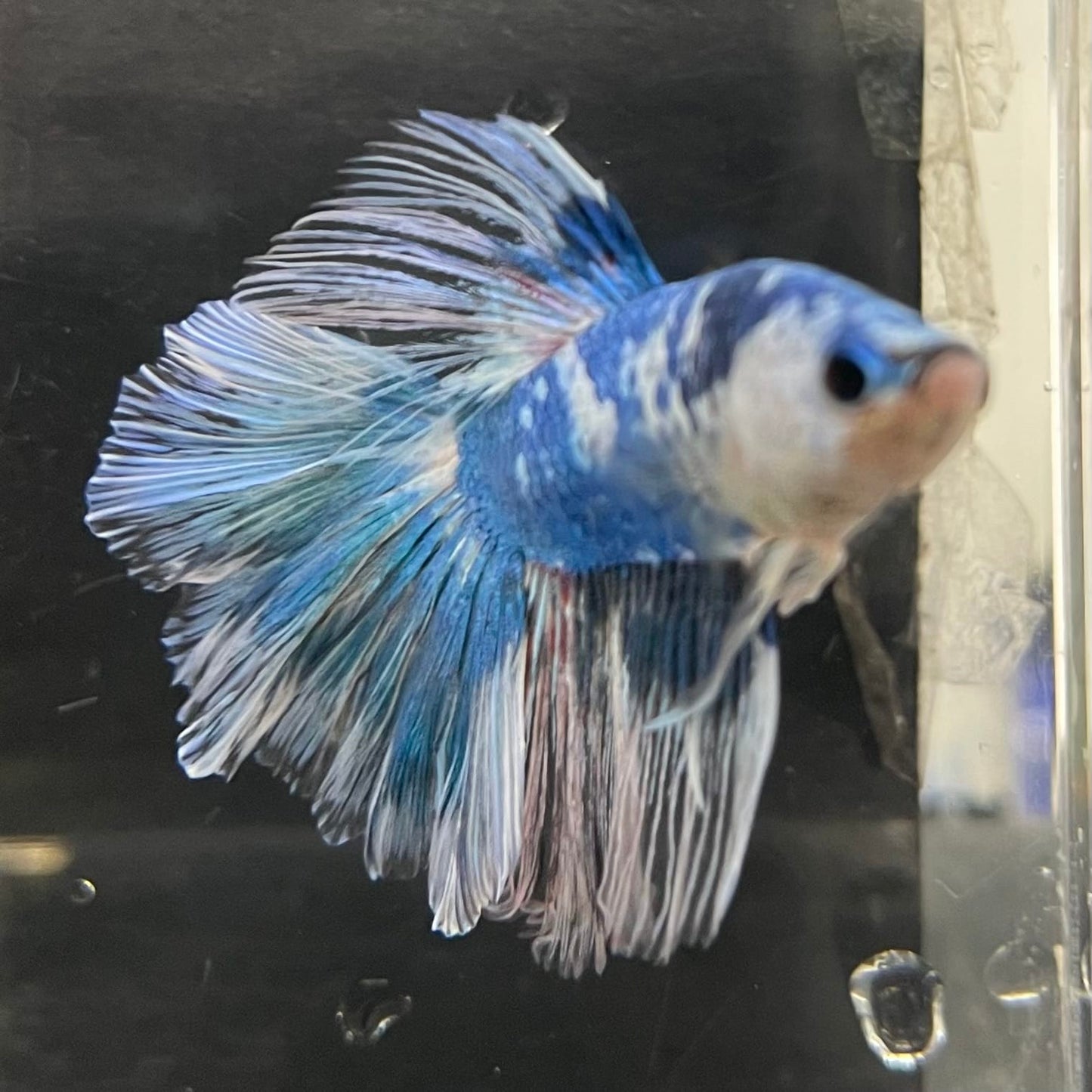 the-fish-farm Male Betta Male Betta - One Only - 13 Choose your favourite Male Betta from The Fish Farm Australia