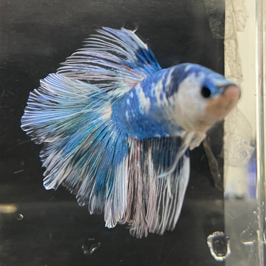 the-fish-farm Male Betta Male Betta - One Only - 13 Choose your favourite Male Betta from The Fish Farm Australia