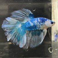 the-fish-farm Male Betta Male Betta - One Only - 13 Choose your favourite Male Betta from The Fish Farm Australia