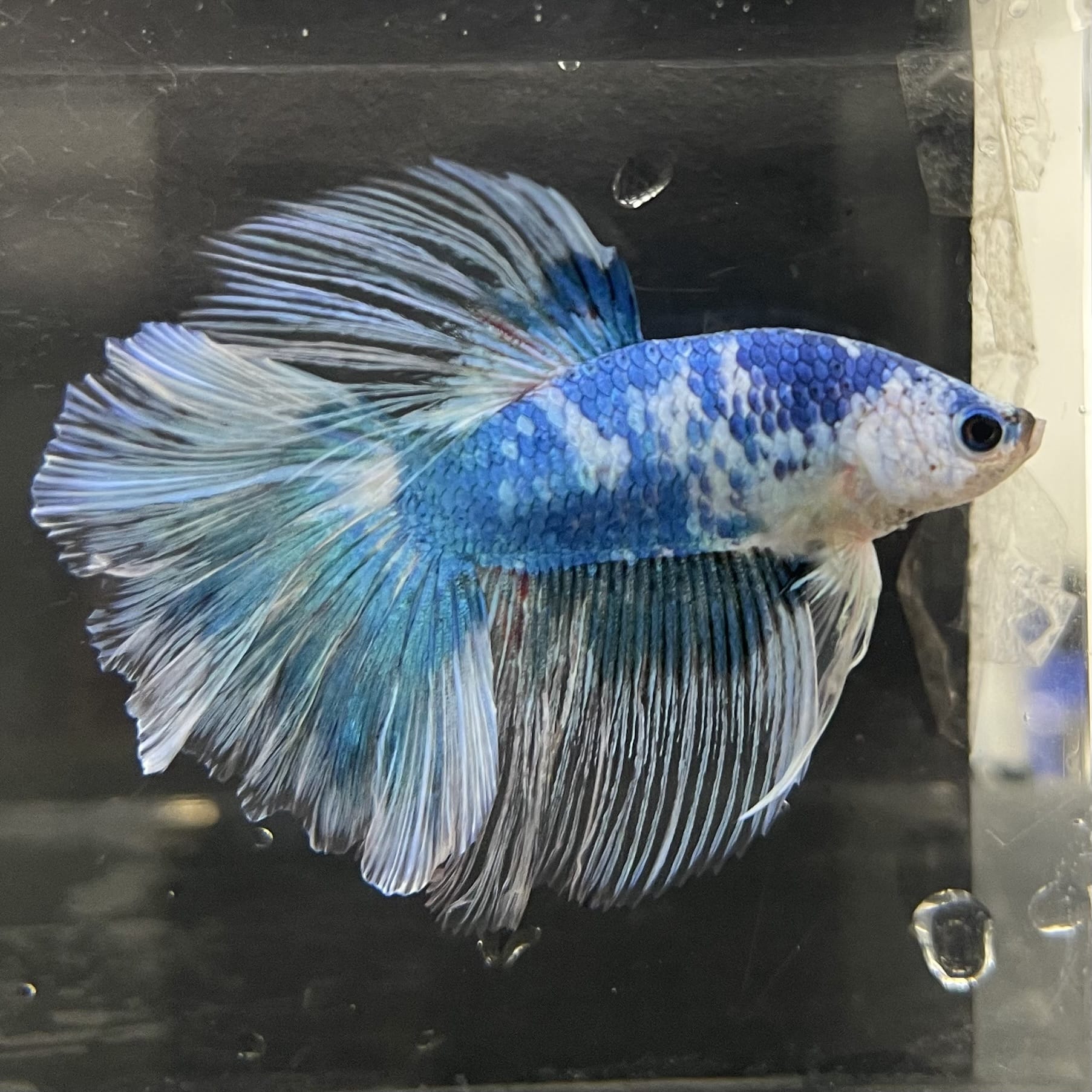the-fish-farm Male Betta Male Betta - One Only - 13 Choose your favourite Male Betta from The Fish Farm Australia