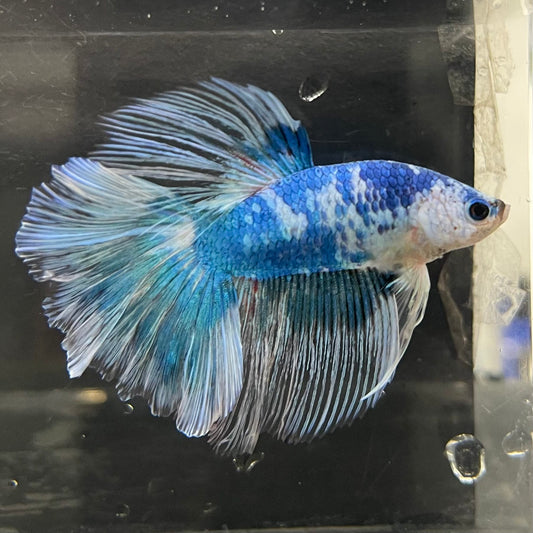 the-fish-farm Male Betta Male Betta - One Only - 13 Choose your favourite Male Betta from The Fish Farm Australia