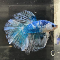 the-fish-farm Male Betta Male Betta - One Only - 13 Choose your favourite Male Betta from The Fish Farm Australia