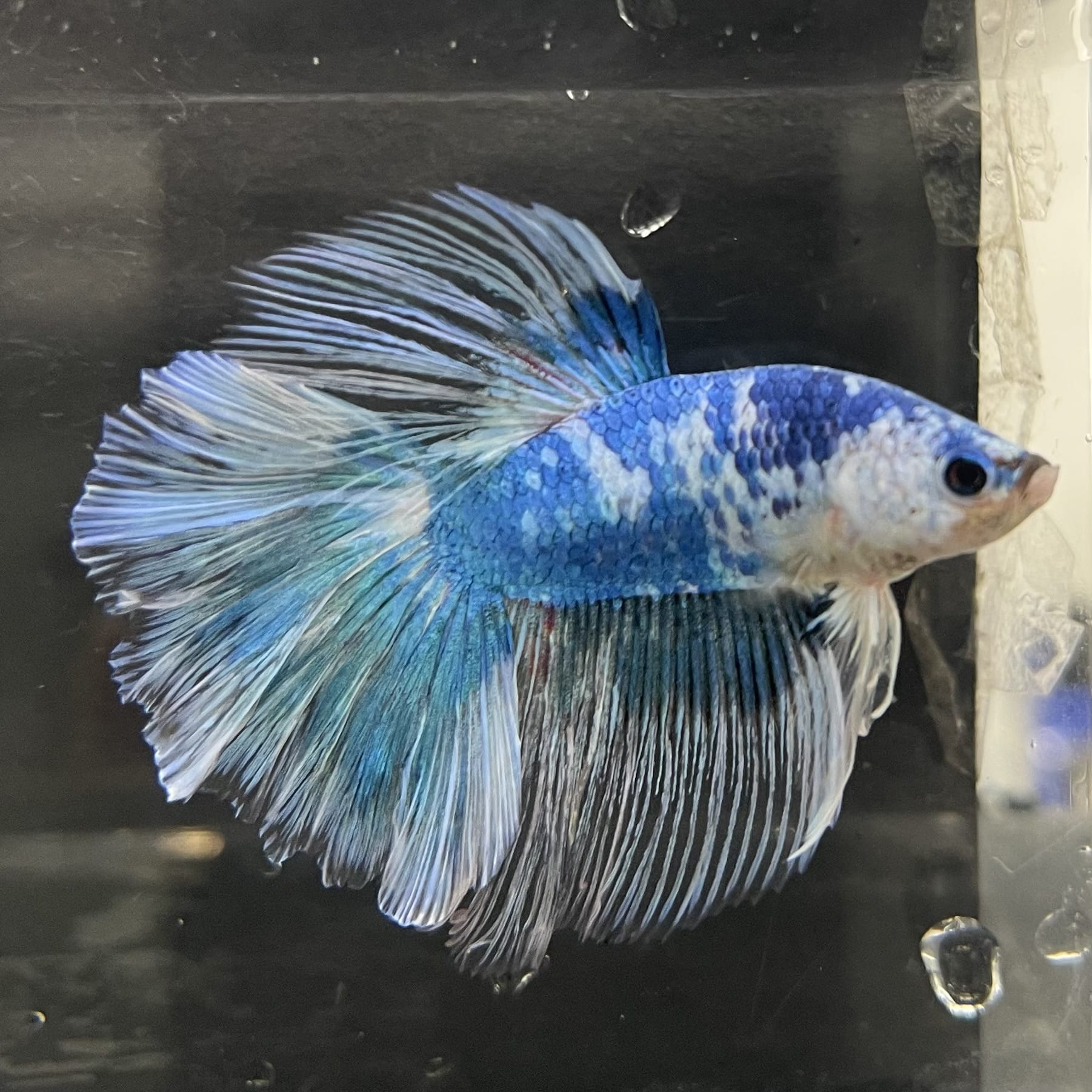 the-fish-farm Male Betta Male Betta - One Only - 13 Choose your favourite Male Betta from The Fish Farm Australia