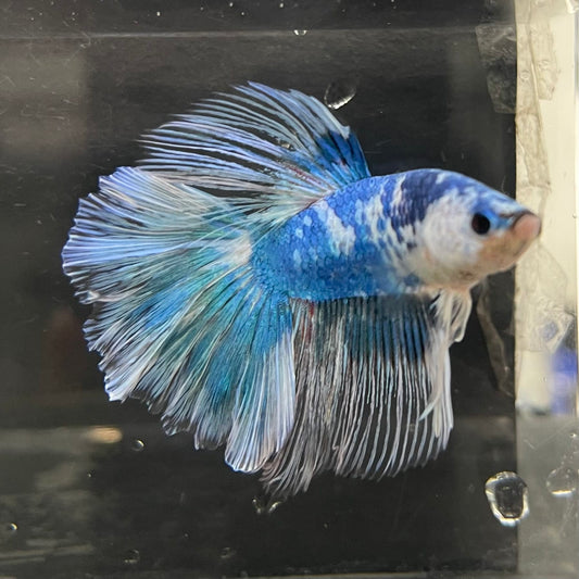 the-fish-farm Male Betta Male Betta - One Only - 13 Choose your favourite Male Betta from The Fish Farm Australia
