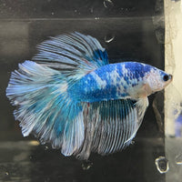 the-fish-farm Male Betta Male Betta - One Only - 13 Choose your favourite Male Betta from The Fish Farm Australia