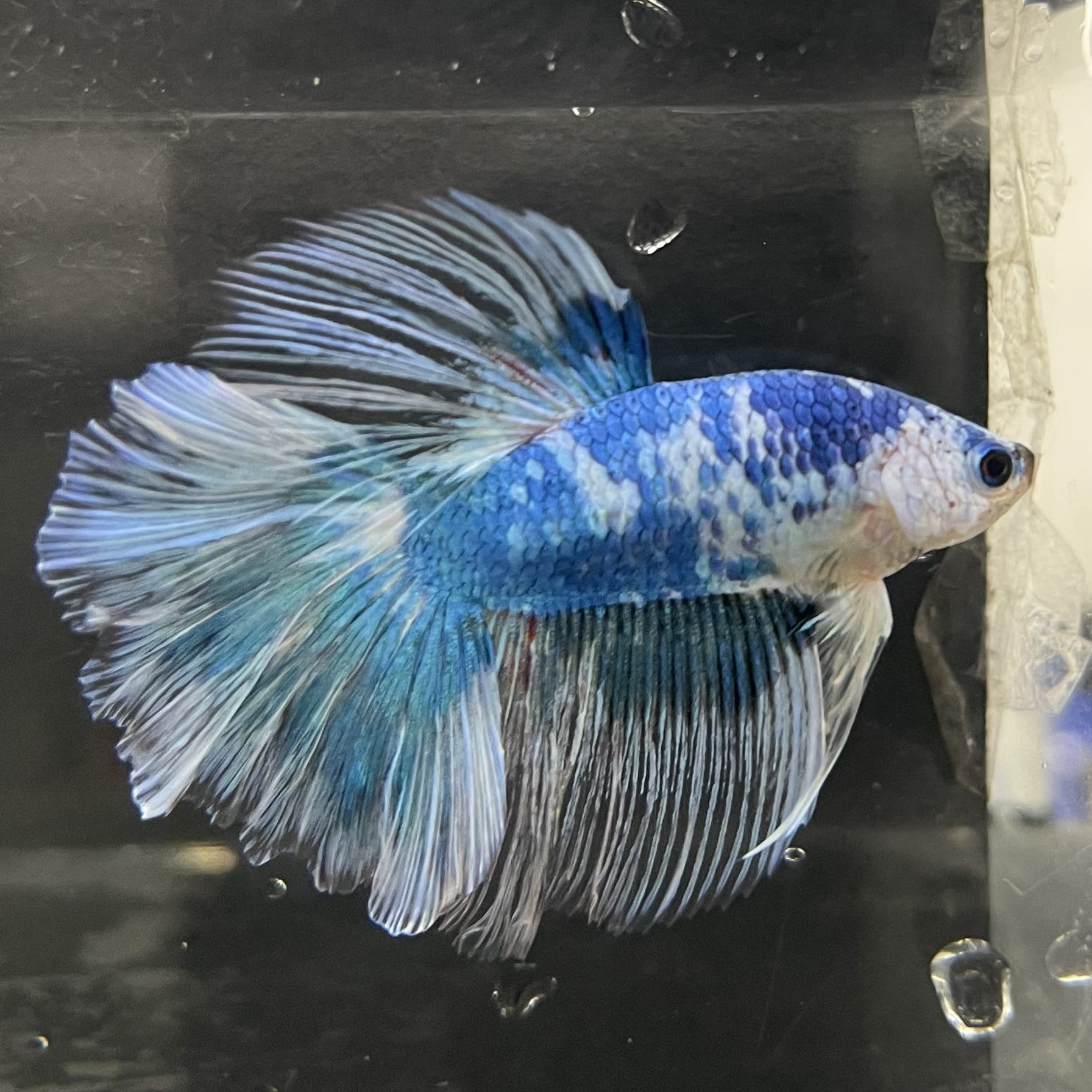 the-fish-farm Male Betta Male Betta - One Only - 13 Choose your favourite Male Betta from The Fish Farm Australia