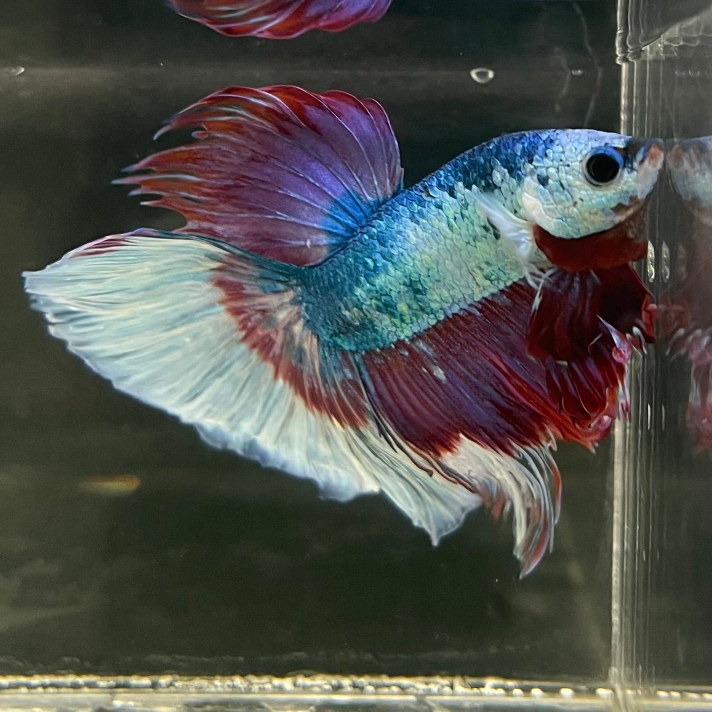 the-fish-farm Male Betta Male Betta - One Only - 13 Choose your favourite Male Betta from The Fish Farm Australia