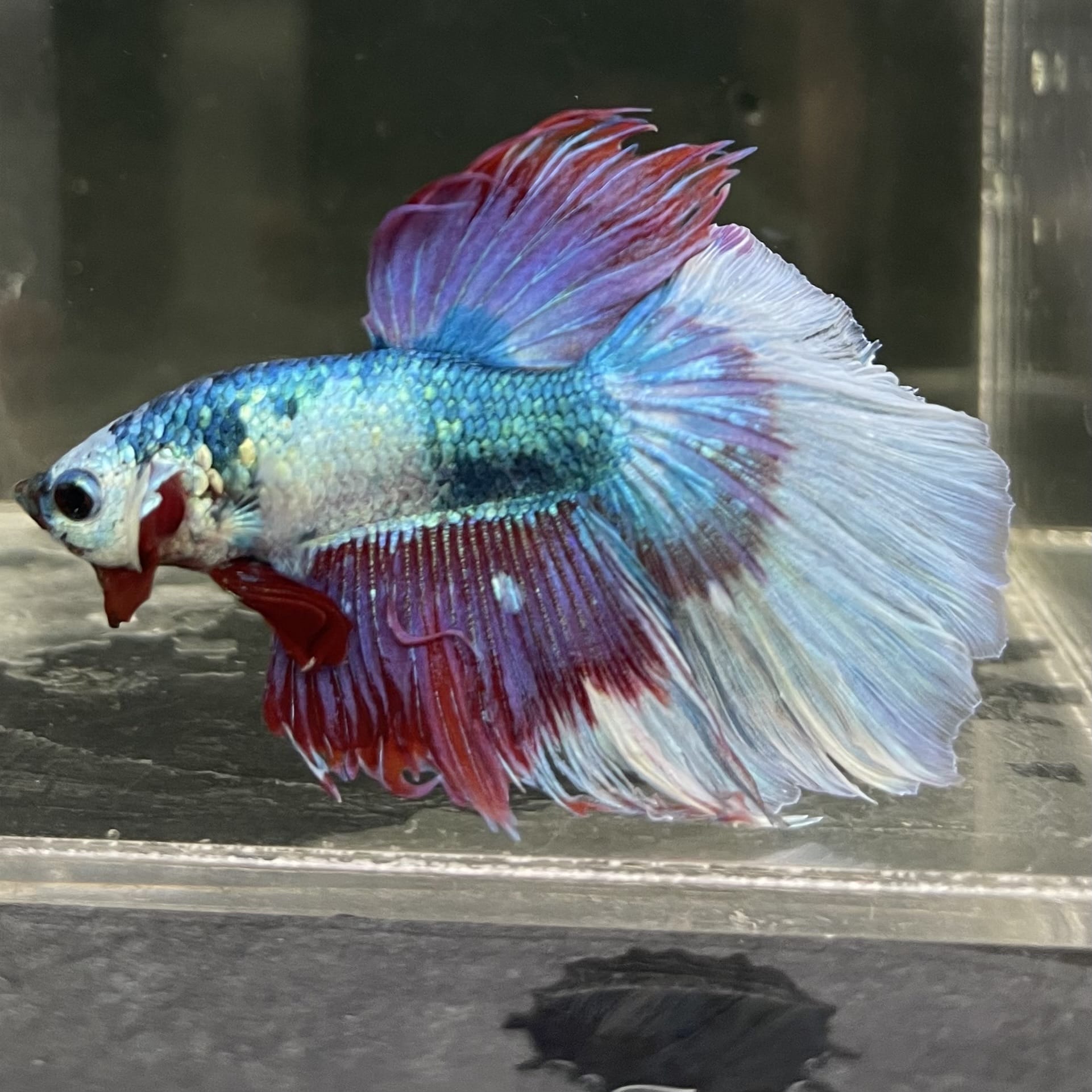 the-fish-farm Male Betta Male Betta - One Only - 13 Choose your favourite Male Betta from The Fish Farm Australia