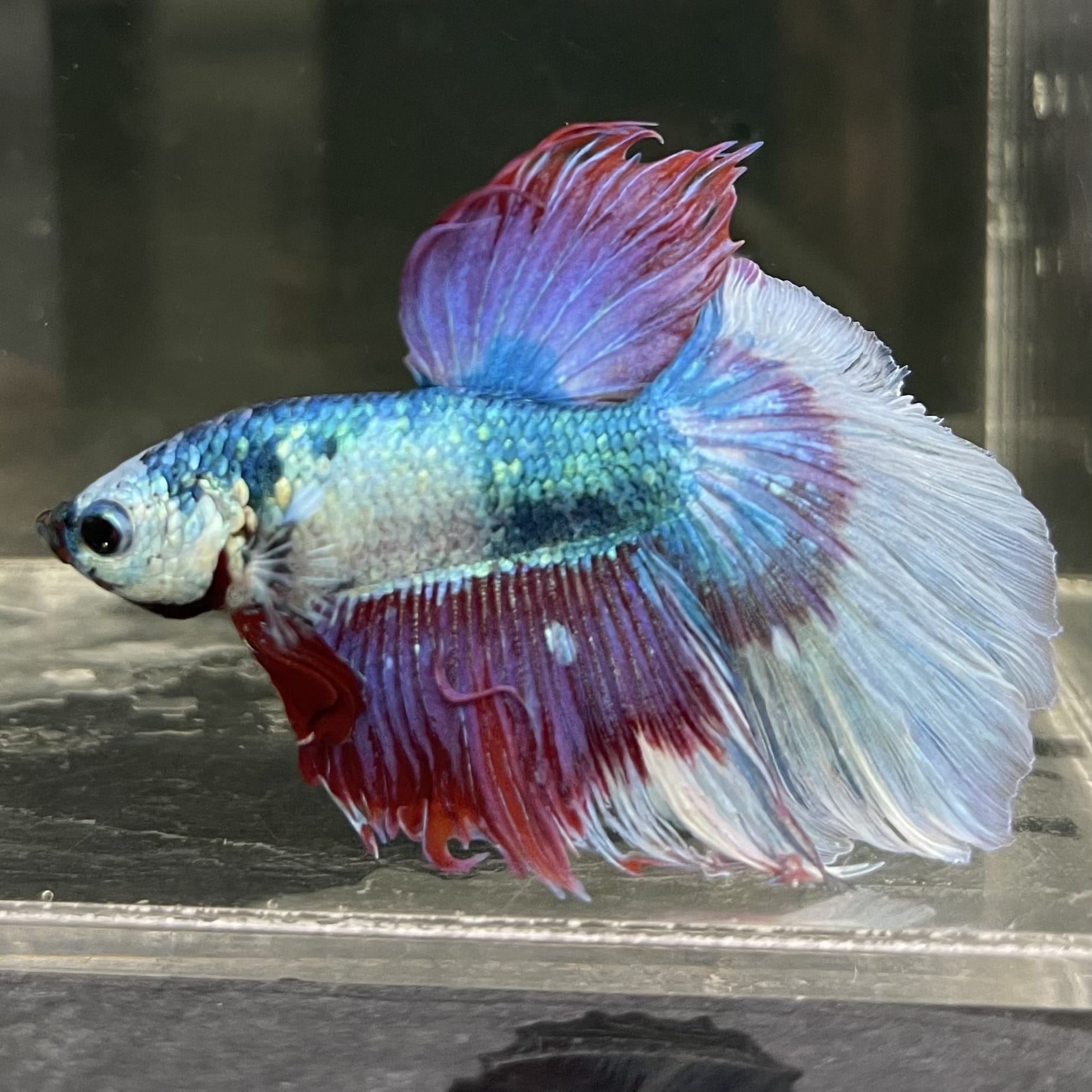 the-fish-farm Male Betta Male Betta - One Only - 13 Choose your favourite Male Betta from The Fish Farm Australia