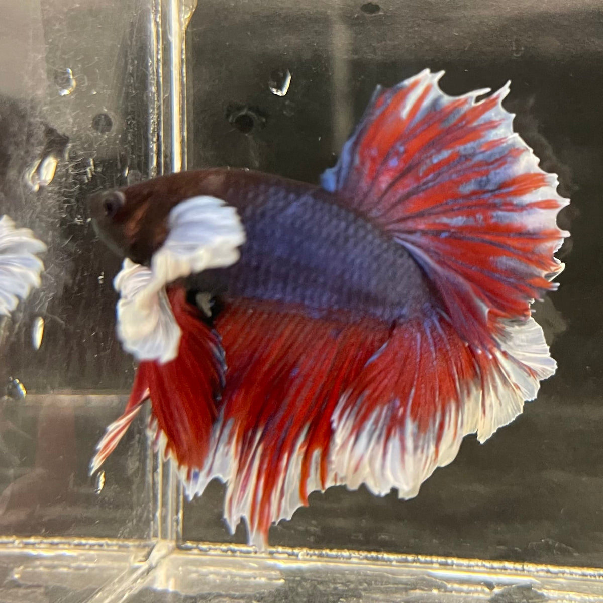 the-fish-farm Male Betta Male Betta - One Only - 13 Choose your favourite Male Betta from The Fish Farm Australia