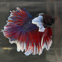 the-fish-farm Male Betta Male Betta - One Only - 13 Choose your favourite Male Betta from The Fish Farm Australia