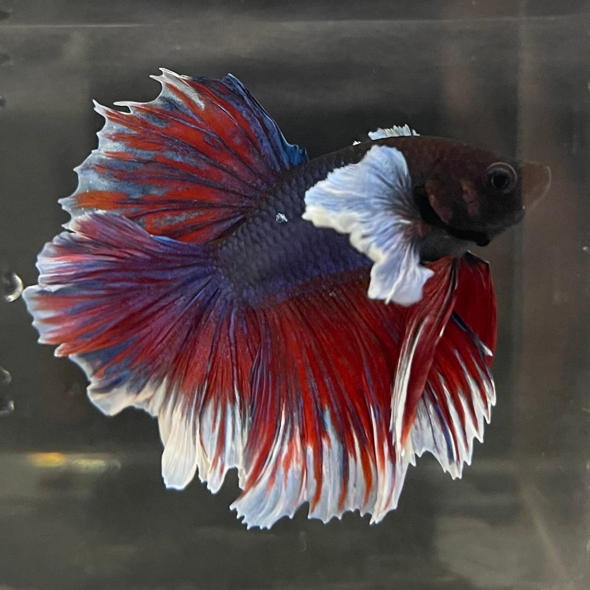 the-fish-farm Male Betta Male Betta - One Only - 13 Choose your favourite Male Betta from The Fish Farm Australia