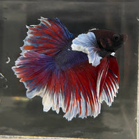 the-fish-farm Male Betta Male Betta - One Only - 13 Choose your favourite Male Betta from The Fish Farm Australia