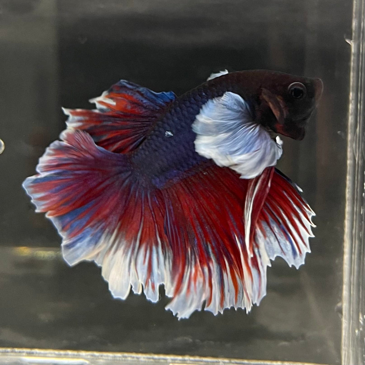the-fish-farm Male Betta Male Betta - One Only - 13 Choose your favourite Male Betta from The Fish Farm Australia