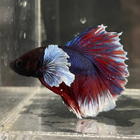 the-fish-farm Male Betta Male Betta - One Only - 13 Choose your favourite Male Betta from The Fish Farm Australia