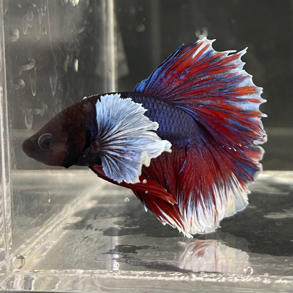 the-fish-farm Male Betta Male Betta - One Only - 13 Choose your favourite Male Betta from The Fish Farm Australia
