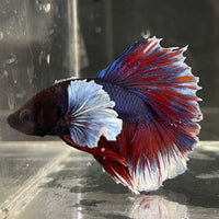 the-fish-farm Male Betta Male Betta - One Only - 13 Choose your favourite Male Betta from The Fish Farm Australia