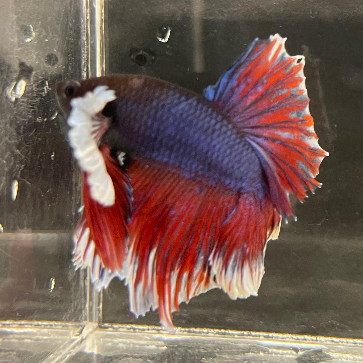 the-fish-farm Male Betta Male Betta - One Only - 13 Choose your favourite Male Betta from The Fish Farm Australia