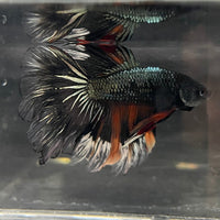 the-fish-farm Male Betta Male Betta - One Only - 13 Choose your favourite Male Betta from The Fish Farm Australia