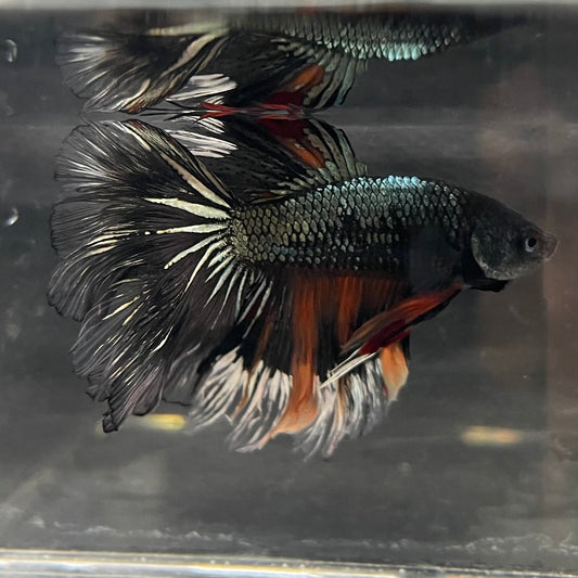 the-fish-farm Male Betta Male Betta - One Only - 13 Choose your favourite Male Betta from The Fish Farm Australia
