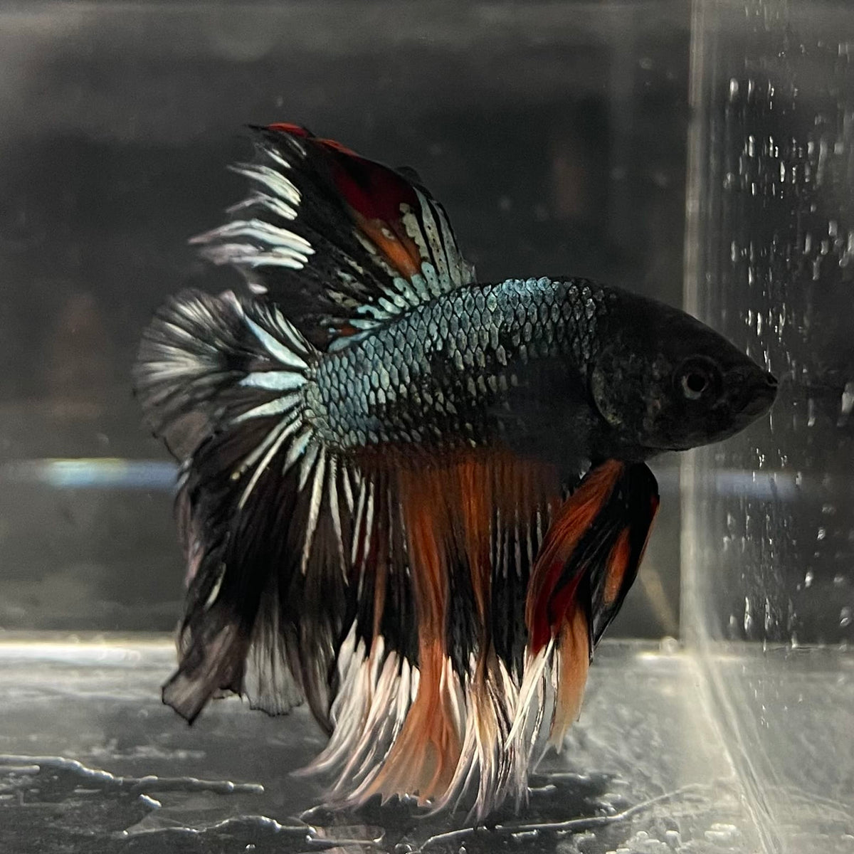 the-fish-farm Male Betta Male Betta - One Only - 13 Choose your favourite Male Betta from The Fish Farm Australia