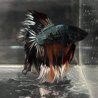 the-fish-farm Male Betta Male Betta - One Only - 13 Choose your favourite Male Betta from The Fish Farm Australia