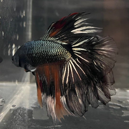 the-fish-farm Male Betta Male Betta - One Only - 13 Choose your favourite Male Betta from The Fish Farm Australia