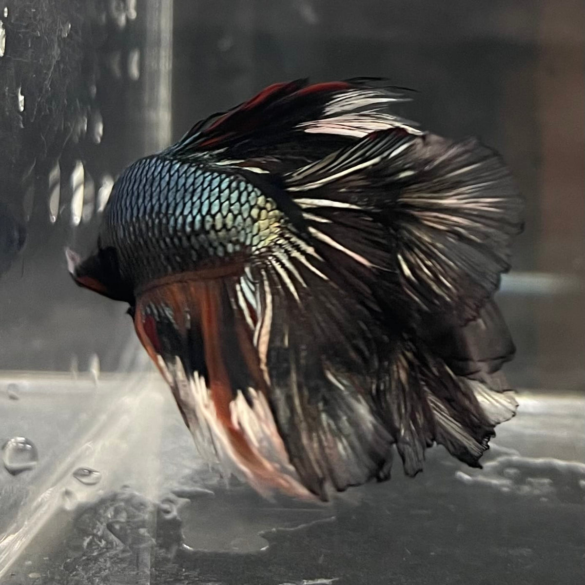 the-fish-farm Male Betta Male Betta - One Only - 13 Choose your favourite Male Betta from The Fish Farm Australia