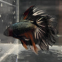 the-fish-farm Male Betta Male Betta - One Only - 13 Choose your favourite Male Betta from The Fish Farm Australia