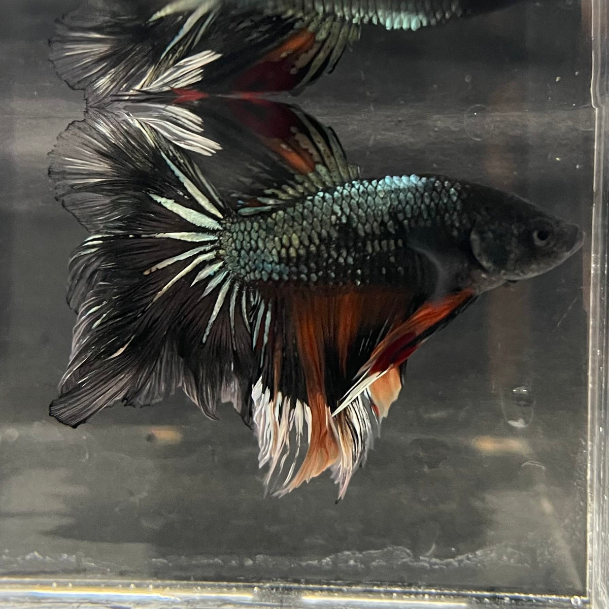 the-fish-farm Male Betta Male Betta - One Only - 13 Choose your favourite Male Betta from The Fish Farm Australia