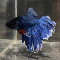 the-fish-farm Male Betta Male Betta - One Only - 13 Choose your favourite Male Betta from The Fish Farm Australia