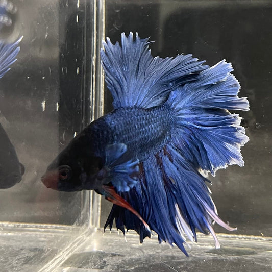 the-fish-farm Male Betta Male Betta - One Only - 13 Choose your favourite Male Betta from The Fish Farm Australia