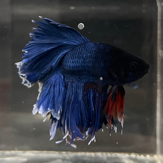 the-fish-farm Male Betta Male Betta - One Only - 13 Choose your favourite Male Betta from The Fish Farm Australia
