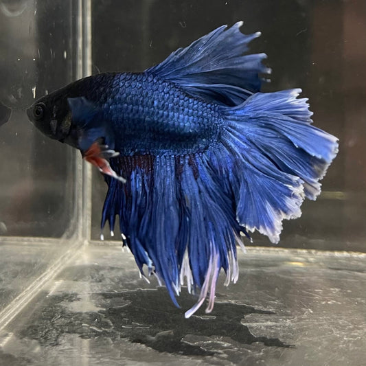 the-fish-farm Male Betta Male Betta - One Only - 13 Choose your favourite Male Betta from The Fish Farm Australia